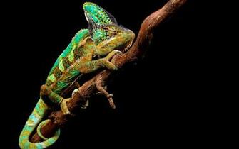 Chameleon HD Wallpaper