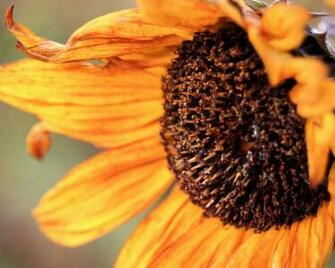 Autumn Sunflower Wallpaper Myspace Background