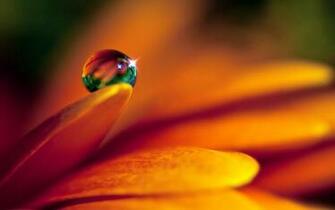 Macro Photography Water Closeup Wallpaper