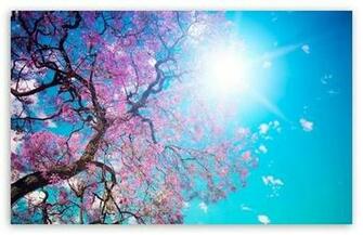 Spring Sunshine HD Desktop Wallpaper High Definition Fullscreen