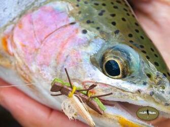 Trout Fishing Boats Brown Brook Freshwater Fish