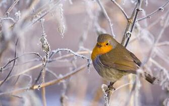 Bird Wallpaper Winter
