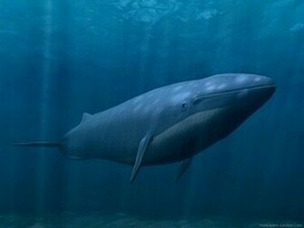 Blue Whale Wallpaper