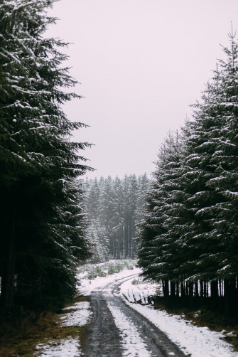Green Trees On Snow Covered Ground During Daytime Photo
