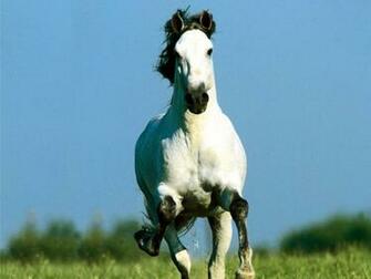 White Horse Wallpaper Computer S