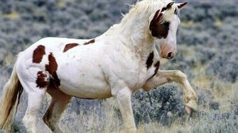 Paint Horse Wallpaper HD Wallpapertunnel