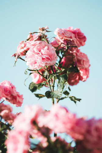 Pink Flowers Aesthetic Wallpaper