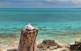 Seashell On A Trunk The Beach Wallpaper