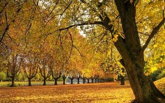 Autumn Wallpaper Widescreen Golden Nature