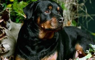Rottweiler HD Wallpaper Background Image Id