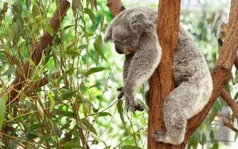 Koala Baby Wallpaper