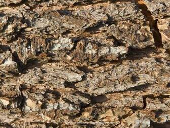 Crumbling Brown Bark Trees Background Wallpaper Pixels