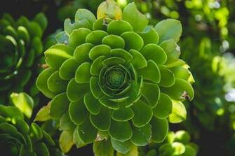 Buy Botanical Blur Wallpaper Online In India At Best Price