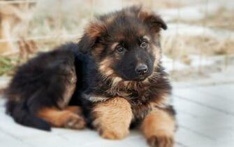 Baby German Shepherd Wallpaper Full HD S0t Px
