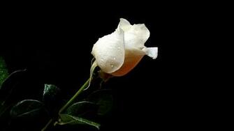 New White Rose Flowers Wallpaper Entertainment Only