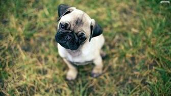 Youwall Cute Pug Wallpaper