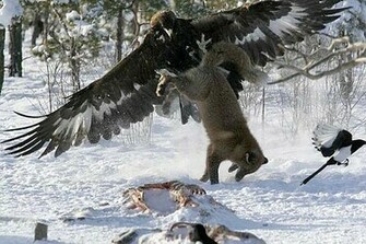 HD Animals Golden Eagle Wallpaper