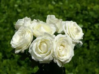Roses Wallpaper Most Beautiful Computer