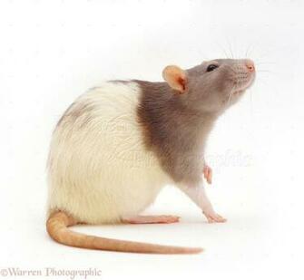 Agouti Hooded Rat Photo Wp10637