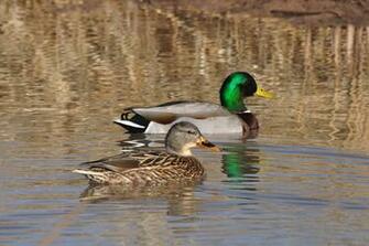 Mallard Duck Wallpaper HD Background Of
