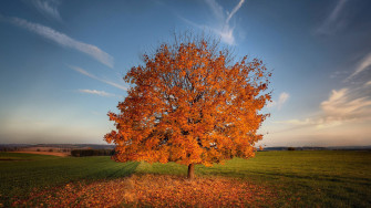 Fall Wallpaper