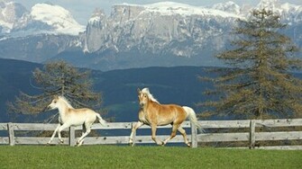 Desktop Horses Running Wallpaper Animals Horse Highres Ed