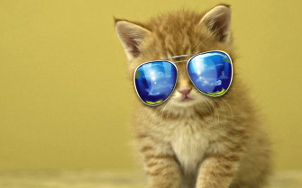 Cute Cat Background Wallpaper