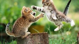 Wallpaper Kittens At Play Desktop High Quality