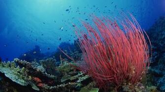 Wallpaper Underwater