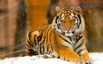 Siberian Tiger Wallpaper