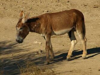 Ing Donkey HD Wallpaper Color Palette Tags Category General