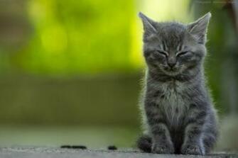 Cat Green Kitten Sleepy Sleep Wallpaper Cats