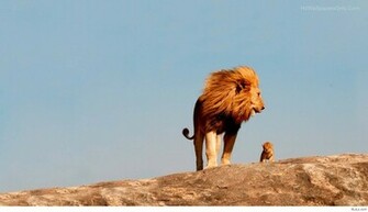 Cute Baby Animal 2015wallpaper