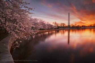 Cherry Blossom Sunrise Washington Dc Monument