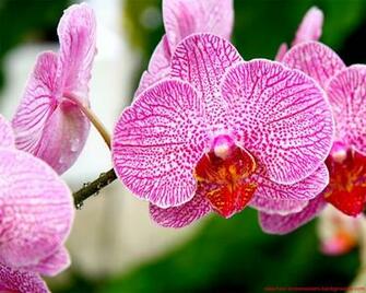 Orchid Flower Screensavers Quotes