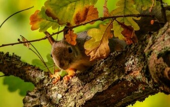 Squirrel On The Oak Tree Wallpaper Animal