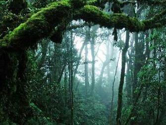 Wallpaper HD Amazing Jungle Expert