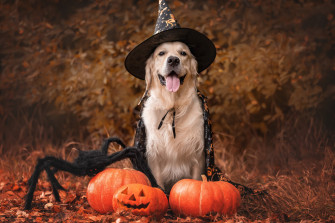 Texas Pet Owners Tips To Keep Your Pets Safe And Comfortable On