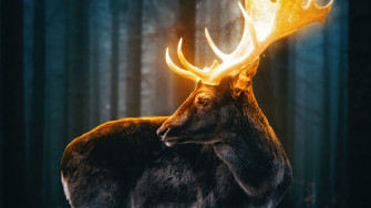 Reindeer Wallpaper HD