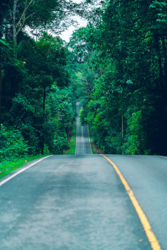 Forest Road Pictures Image