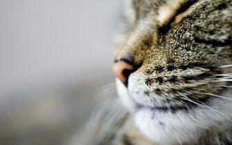 Cat Background Wallpaper