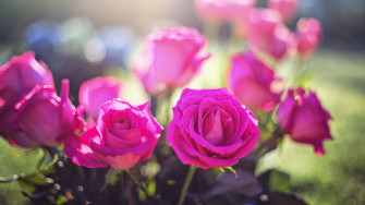 Roses HD Wallpaper