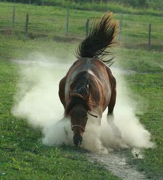 Ranch And Horse Skin Horses Consistently Gift Layouts