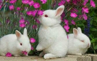 Rabbit Wallpaper HD And Make This For