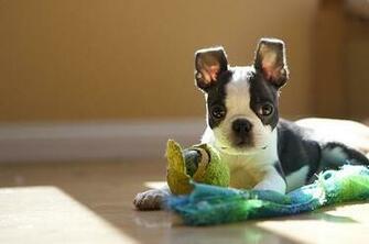 Animal Cute Dog Oreo Puppy Image On Favim
