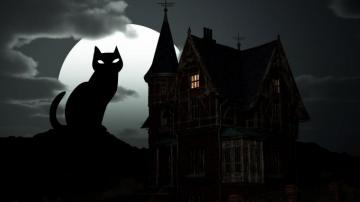 Halloween Black Cat Background Wallpaper Baltana