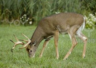 Deer Wallpaper Google Search In The Wild