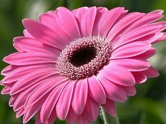 Beautiful Wallpaper Gerbera And Daisy Flower