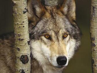 Fondos De Lobo Encerrado Pantalla