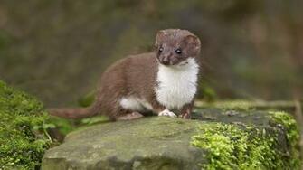 Weasel Wallpaper At Wallpaperbro